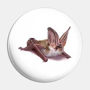 Grey long-eared bat Pin