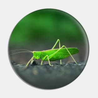 Bush Cricket Pin