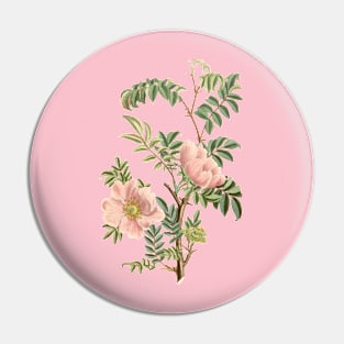 Wild Rose Flower Vintage Botanical Illustration Pin