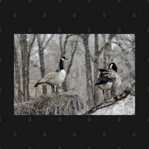 Canada Geese nesting by CanadianWild418