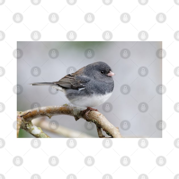 Cassiar Dark-Eyed Junco Sparrow: When East Meets West by walkswithnature