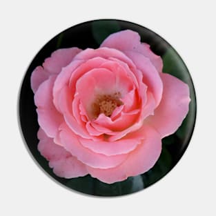 Bright pink rose blossom on dark green black background Pin