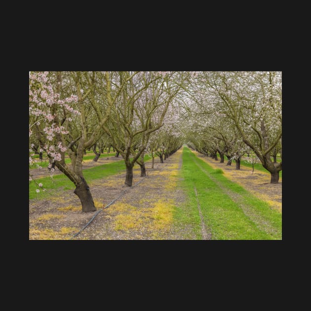 Almond Blossoms by jvnimages