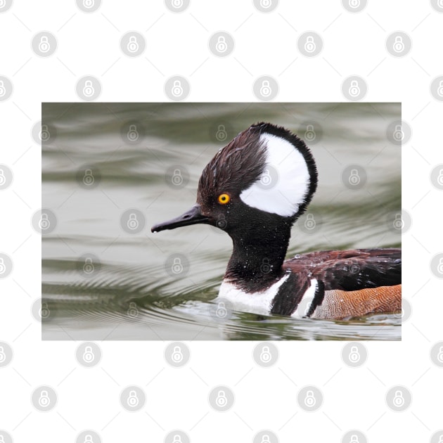 Closeup Hoody - Hooded Merganser by Jim Cumming