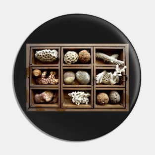 Corals, fossils, seeds and stones Pin