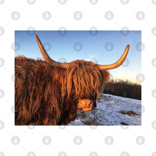 Scottish Highland Cattle Cow 2234 by SaarelaHighland