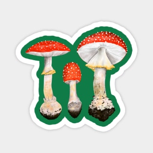 Fly Agaric Mushrooms Magnet