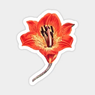 Lily Flower Magnet