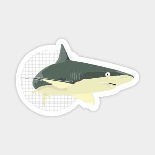 Animal Vignette: Shark Magnet