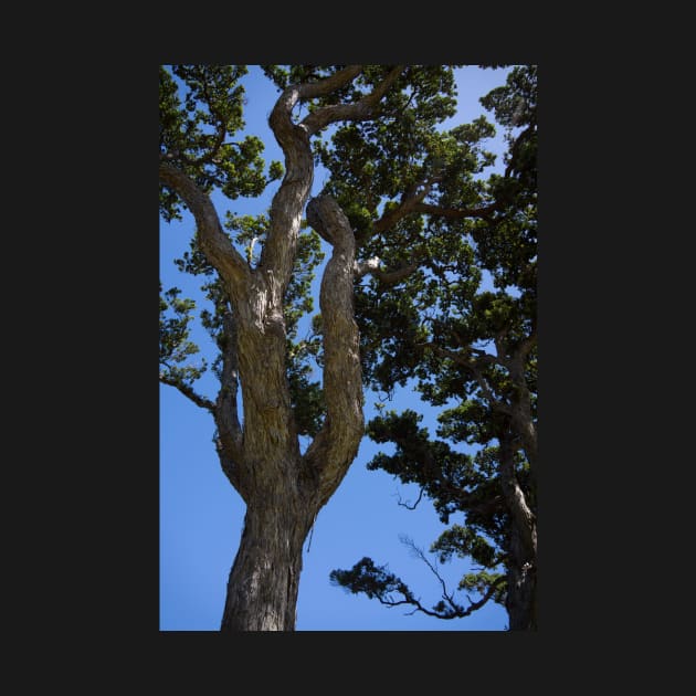 Gnarled Pohutukawa Trees. by sma1050