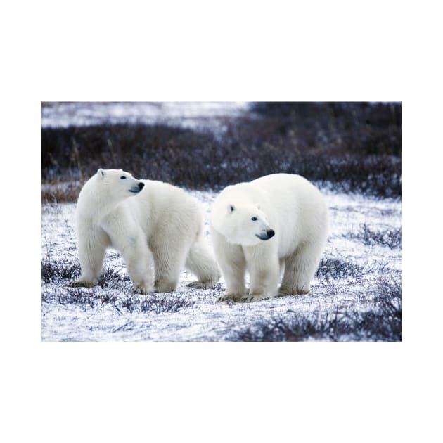 Polar Bears by kawaii_shop