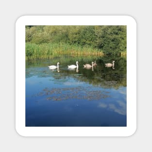 cute Swans at peace (swans band, swans band logo, swans filth, swans, swans to be kind) Magnet