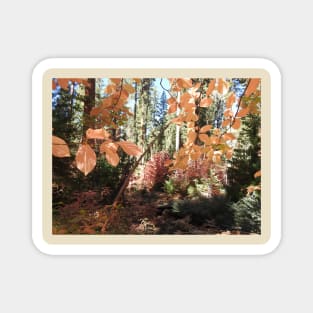 Fall foliage, autumn, scenery, nature, gifts Magnet