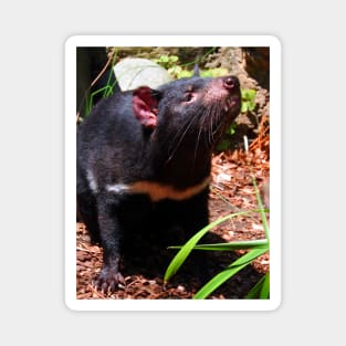 Tasmanian Devil Magnet