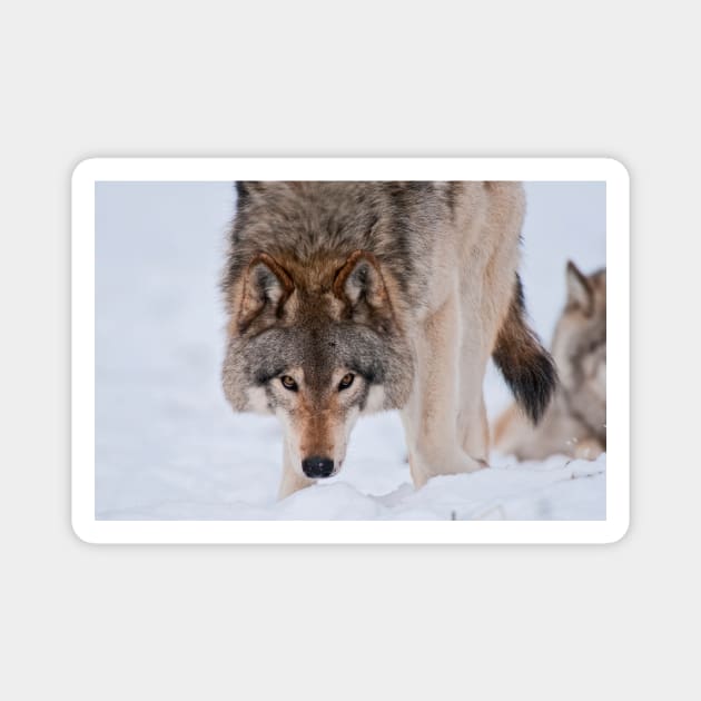 Timber Wolves Magnet by jaydee1400