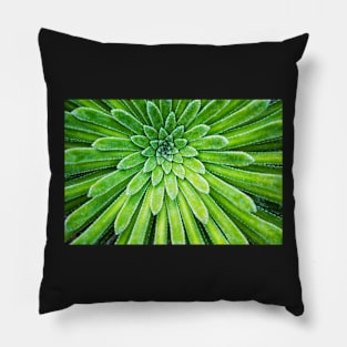 Succulent plant closeup Pillow