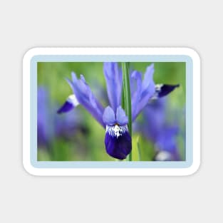 Iris &#39;Fabiola&#39; Reticulata Magnet