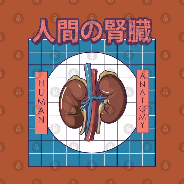 Human Kidney Anatomy by AtifSlm