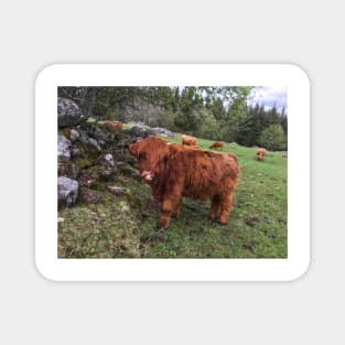Scottish Highland Cattle Calf 1995 Magnet