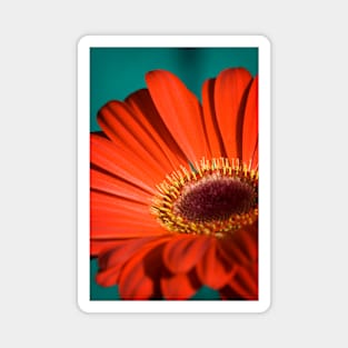 Red Gerbera I Magnet