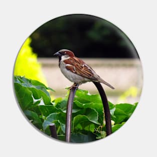 Male House Sparrow Pin