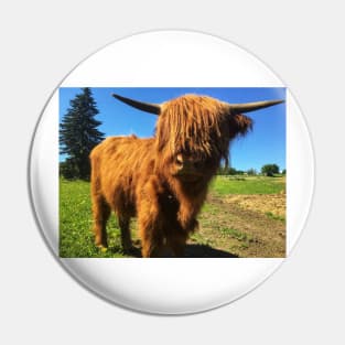 Scottish Highland Cattle Calf 2017 Pin