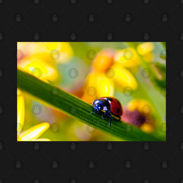 Ladybird on Ragwort by InspiraImage