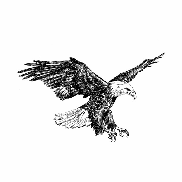 Eagle sketch pics — 1