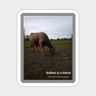 Buffalo Magnet