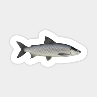 Lake Whitefish Magnet