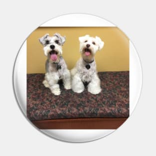 Cute Schnauzers Pin