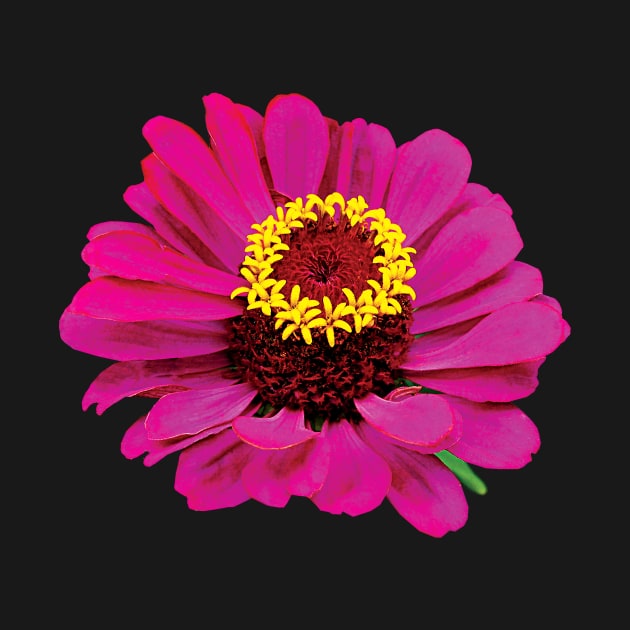 Zinnias - Magenta Zinnia by SusanSavad