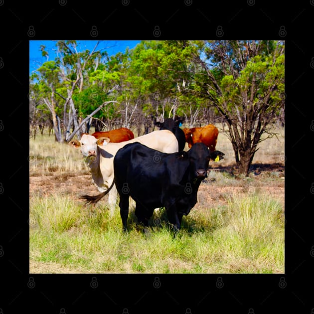 Cattle in the Outback! by Mickangelhere1