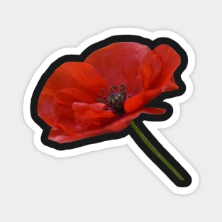 Single Red Poppy Flower Magnet