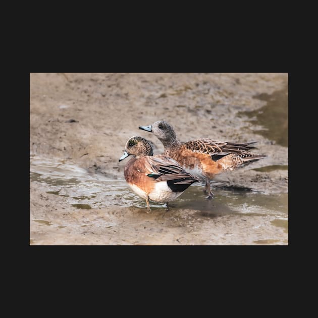 American Wigeon Pair by Debra Martz