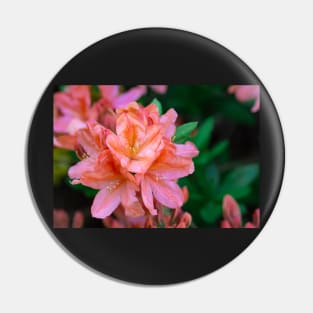 Orange rhododendron blooming Pin