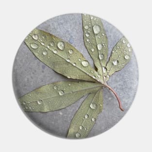 Wet passiflora leaf Pin