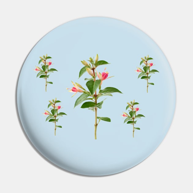 Fuchsia 'Princess Charlotte' Pin by chrisburrows