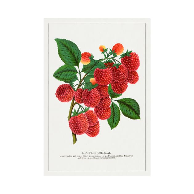 Shaffer's Colossal Raspberry Lithograph (1900) by WAITE-SMITH VINTAGE ART