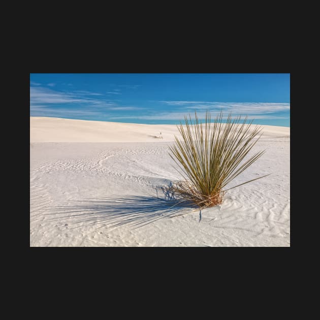 Lone Yucca by jvnimages