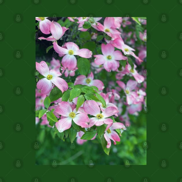 Dogwood Flowers in Spring by Nicholas Lee