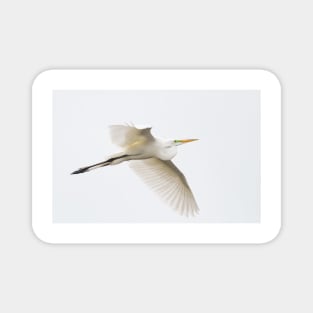 Great Egret - Florida Magnet