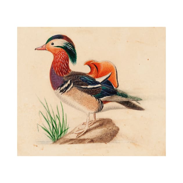 Mandarin Duck (Male) by Ferdinand von Wright by Classic Art Stall