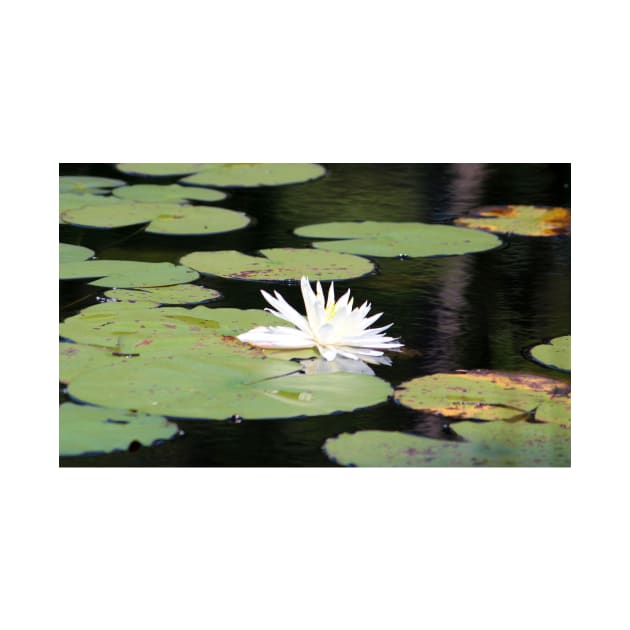 American White Waterlily by Cynthia48