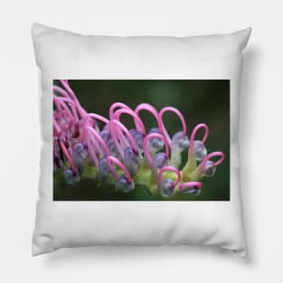 Grevillea macro Pillow