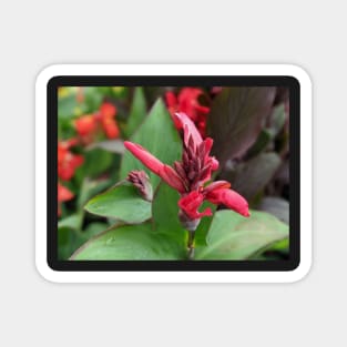 Pink Flower Blooming in Large Leaves Magnet