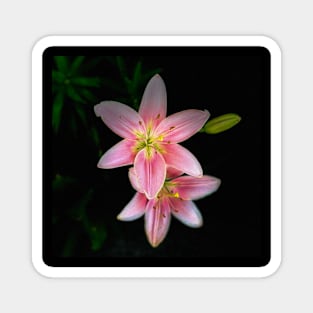 Summer Lilies Magnet