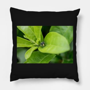 Unique and organic photo of a Myrmarachne Ant mimic spider with food Pillow