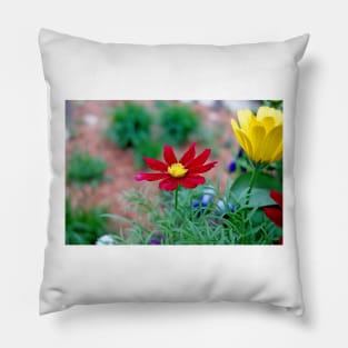 Estes Park 2020 Study 7 Pillow