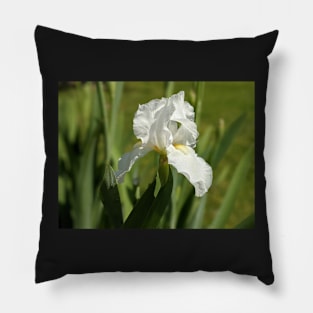 White Iris in Green Pillow